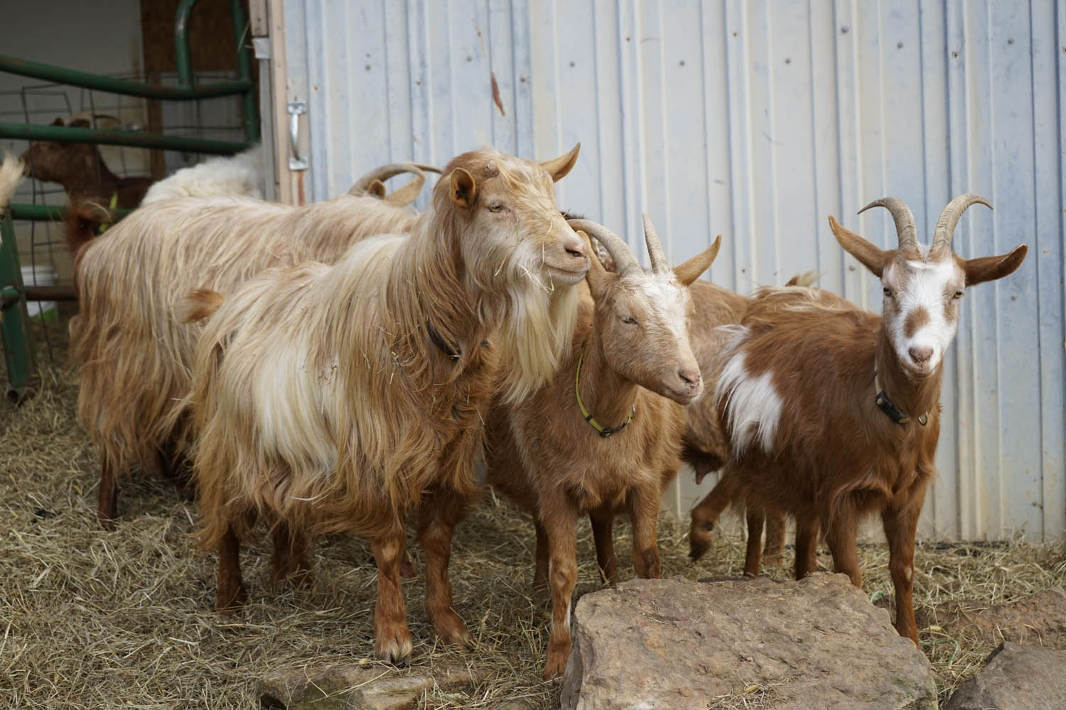 Four goats stand outside a barn.