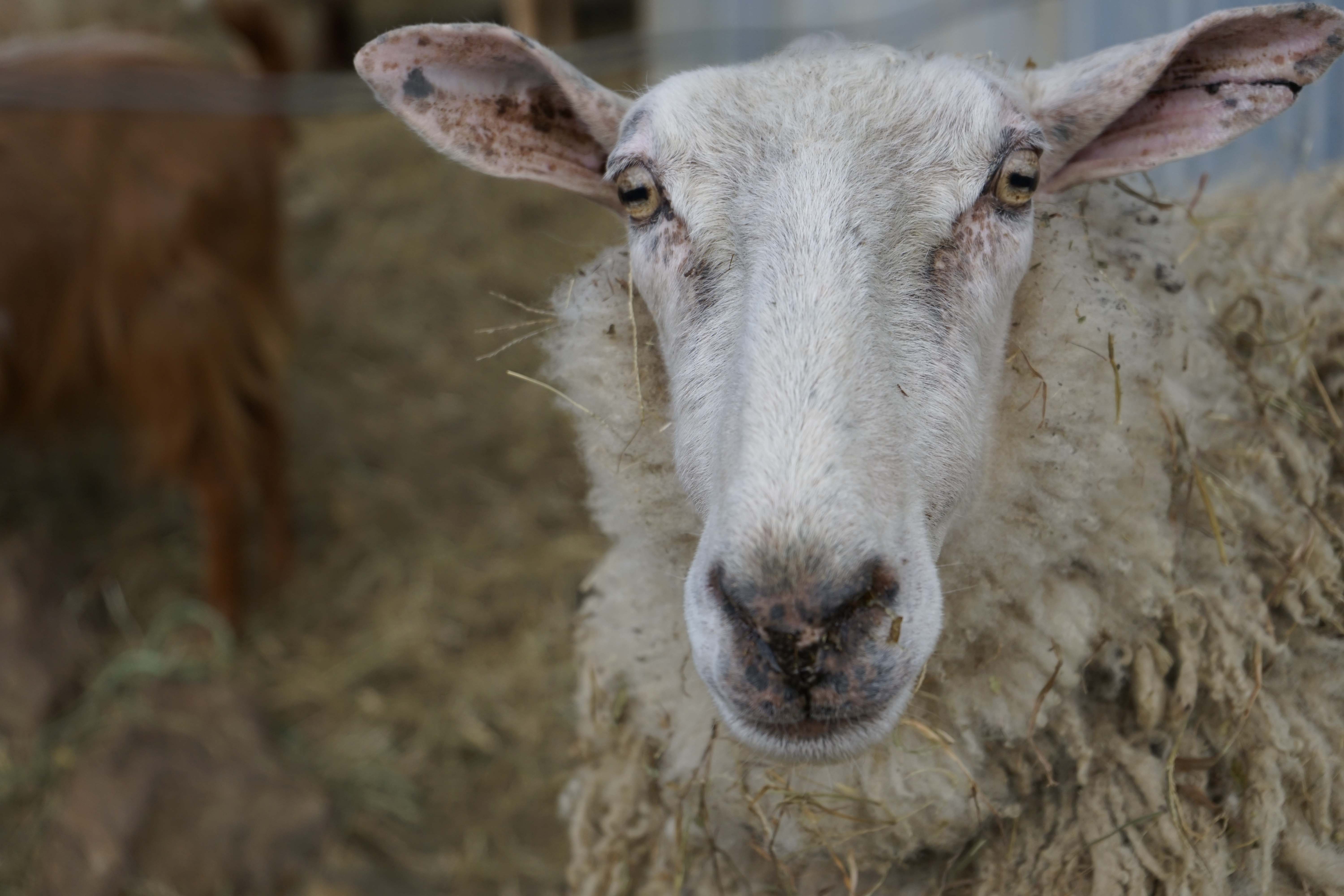 A sheep looks directly into the camera.