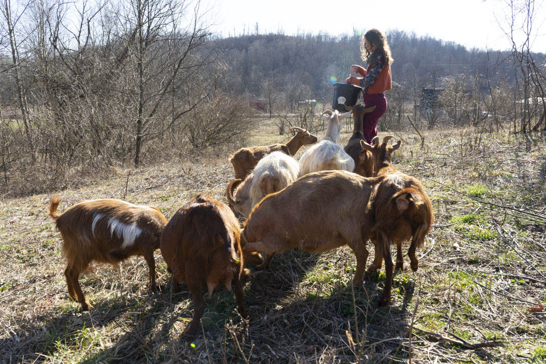 A woman feeds her herd of 8 goats from a bucket.